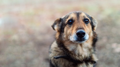 También le buscarán una nueva familia en Canadá.
