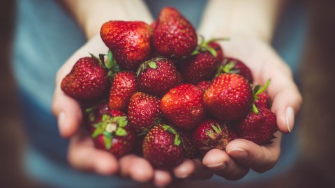 Fresas