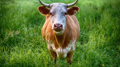 Vaca