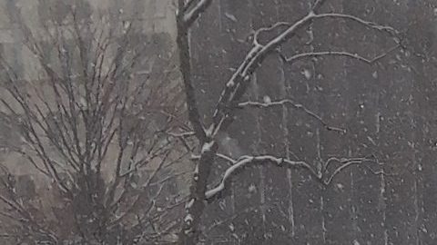 Nevada en NYC, febrero 2021