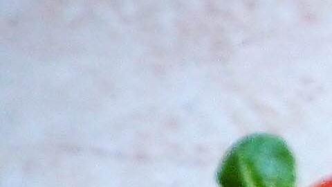 Aguacate