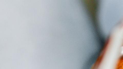 Los peores bocadillos suelen proporcionarte calorías vacías e ingredientes que pueden afectar tu salud.