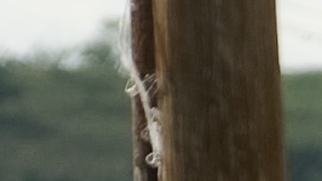 inmigrantes mexico eeuu