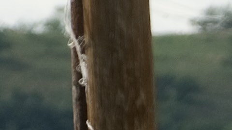 inmigrantes mexico eeuu