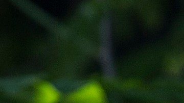 Bill Pascrell Jr. (Nueva Jersey), presidente del Comité de Vigilancia.