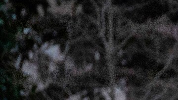 Major involucrado en otro incidente de mordedura.