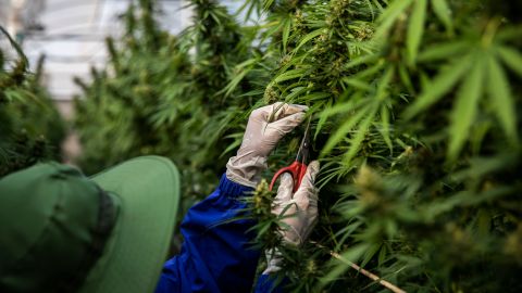 NAKHON RATCHASIMA, THAILAND - MARCH 25: Thai greenhouse workers trim damaged marijuana leaves and care for plants at the greenhouse facilities at the Rak Jang farm on March 25, 2021 in Nakhon Ratchasima, Thailand. The Rak Jang farm, in Nakhon Ratchasima, Thailand, is one of the first farms that has been given permission by the Thai government to grow cannabis and sell their products to medical facilities since medical marijuana was legalized in 2019. The cannabis grown by the farm is high in CBD and sold to local hospitals for therapeutic treatments for patients with prescriptions. Thailand plans to continue to develop more cannabis products in an effort to boost the local economy and draw more customers to Thailand for medical tourism.  (Photo by Lauren DeCicca/Getty Images)