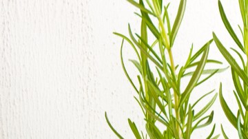 albahaca y menta