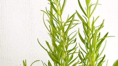 albahaca y menta