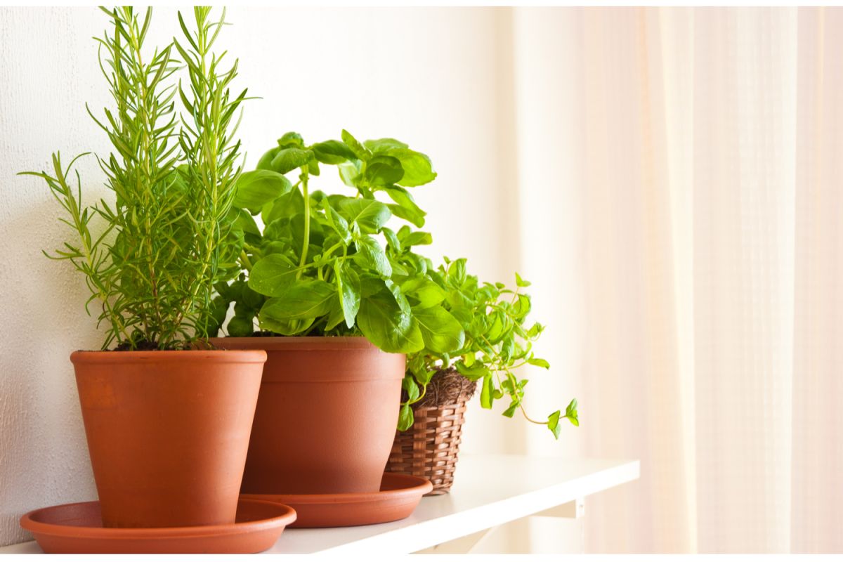 Muchas hierbas aromáticas pueden darse perfectamente en casa, lo cual nos permitirá tenerlas siempre a la mano