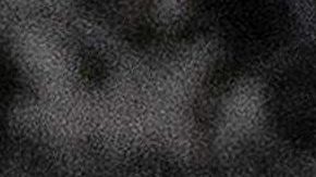 Joe Biden y sus perros Major y Champ.