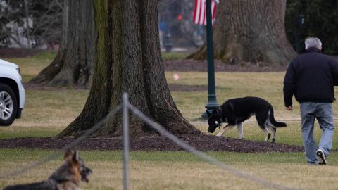 Joe Biden y sus perros Major y Champ.
