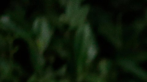 Más de 15,000 residentes de hogares de ancianos en Nueva York han muerto en la pandemia.