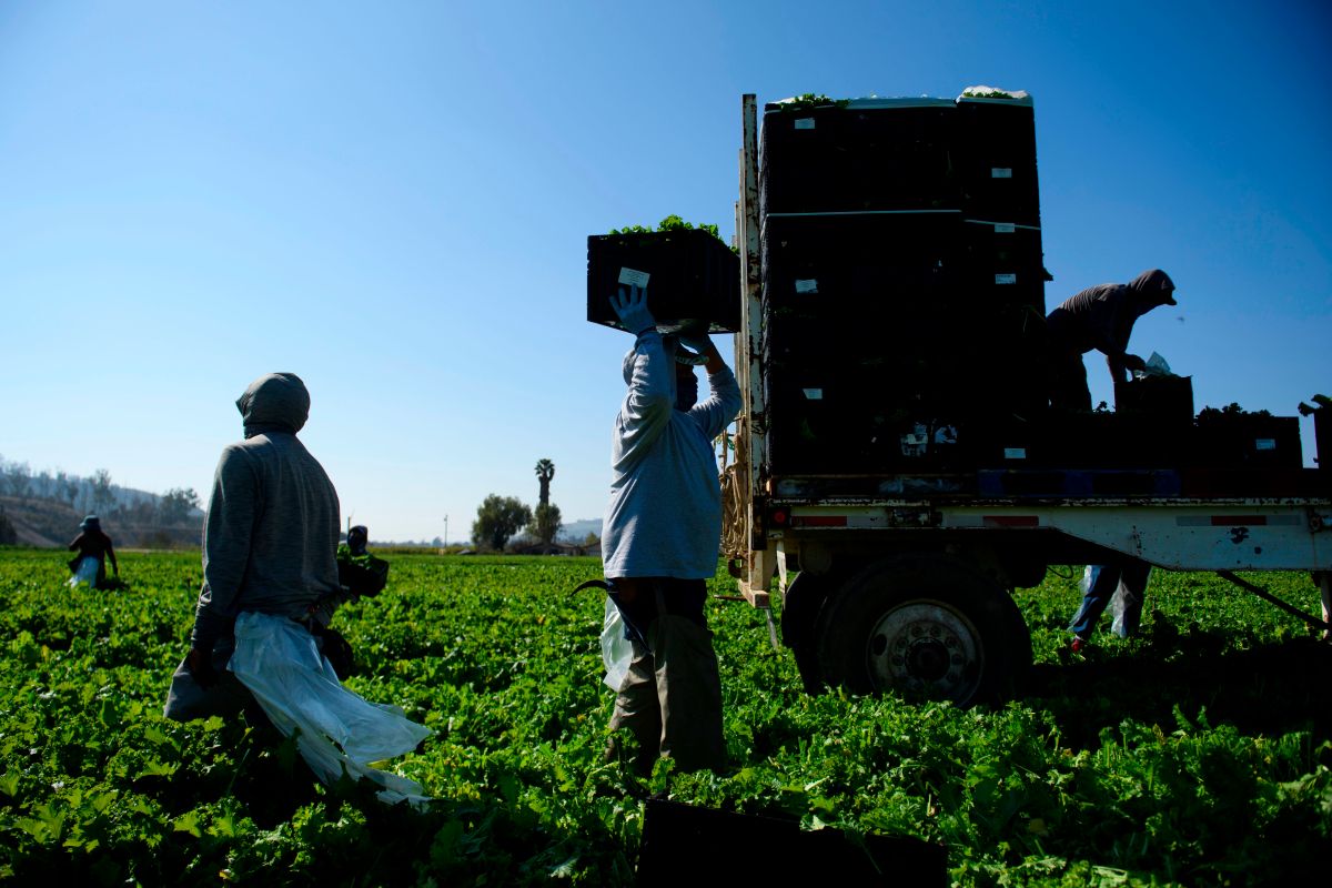 Los trabajadores agrícolas han sido "más" esenciales en la pandemia.