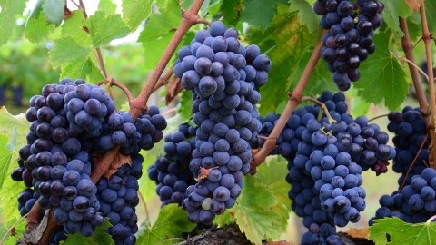 Además del salario de $10,000 dólares por mes, la persona tendrá alojamiento gratuito y suministro de vino para un año.