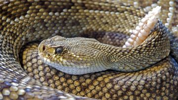 PETA denuncia crueldad animal contra serpientes