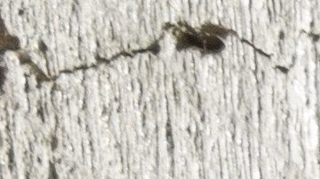 Decapitó a su hija por su novio