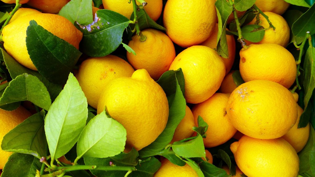 Los limones son una magnífica adición dietética para diabéticos. Van de maravilla en jugos, licuados, ensaladas, ceviches, guisados, postres saludables y más.