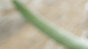 gel aloe vera