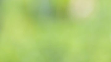 El dinero que da HUD es necesario para que miles de programas sociales sigan proporcionando viviendas asequibles, refugio y ayudas para el alquiler a personas vulnerables.