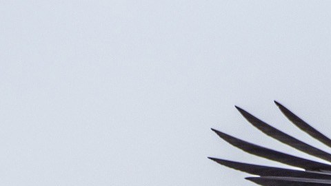 Los pájaros suelen arrebatar la comida cuando la gente pasa sus víveres del carrito de compras a sus coches.