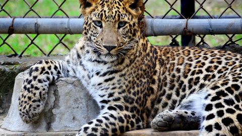 Leopardo