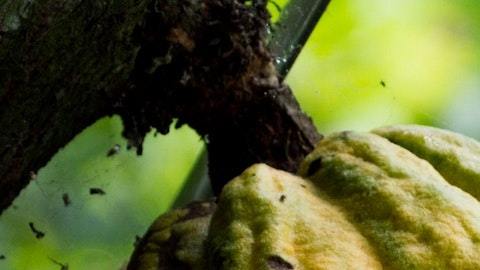 cacao