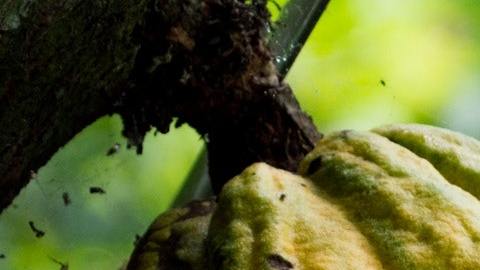 cacao