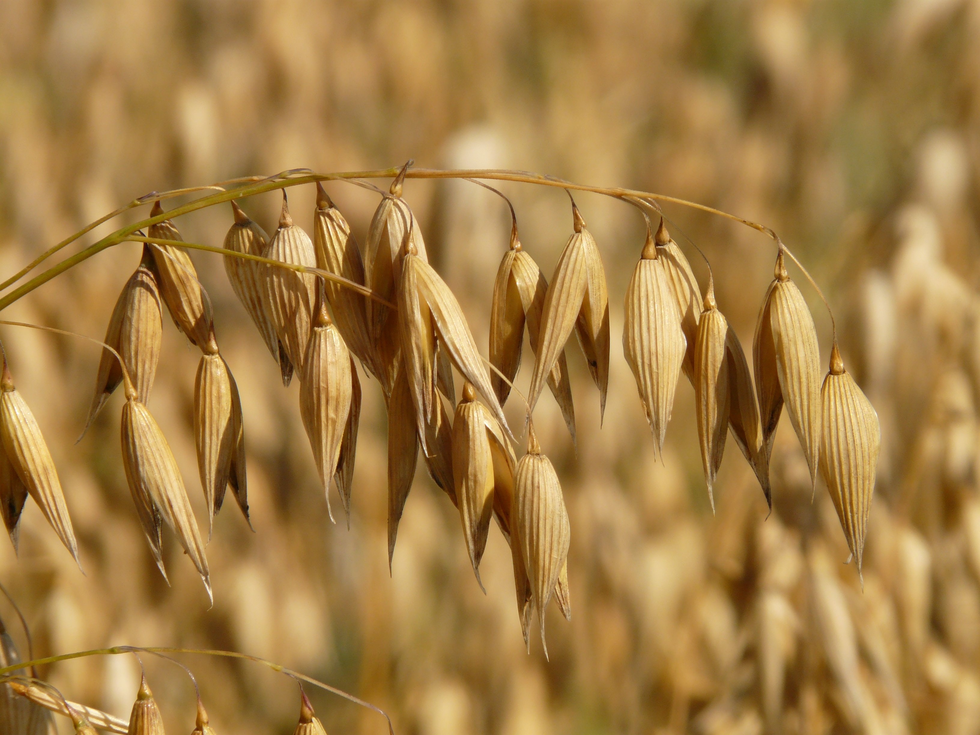 avena natural