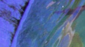 Parte de los escualos incautados en la piscina plástica.