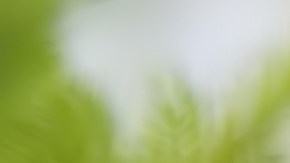 Bebé enterrada jardín