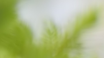 Bebé enterrada jardín