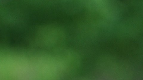 El USDA está permitiendo temporalmente que los sitios de comidas ofrezcan alimentos gratis a los niños que las deseen.