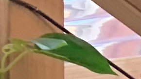 Eric Adams ya está formando su nuevo gobierno.