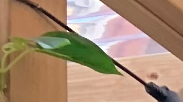 Eric Adams ya está formando su nuevo gobierno.