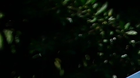 Sepultan a migrante salvadoreña asesinada por policías en México.