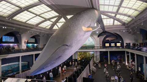 Desde este viernes los neoyorquinos se pueden vacunar debajo de la ballena del Museo de Historia Natural, a la cual le pusieron un vendaje.