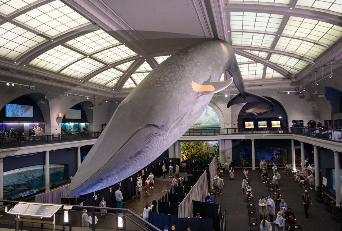 Desde hace varias semanas los neoyorquinos se pueden vacunar debajo de la ballena del Museo de Historia Natural, a la cual le pusieron un vendaje.