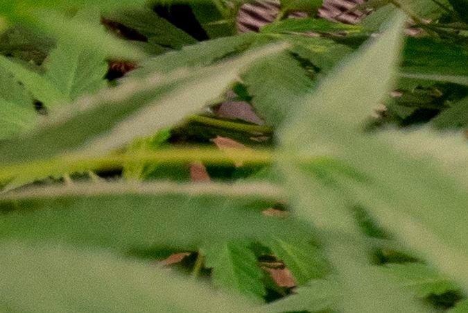 Norteamérica se podría convertir en la región más grande del mundo para el mercado de marihuana-GettyImages-1230003002.jpeg