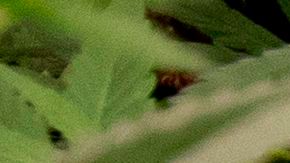 Norteamérica se podría convertir en la región más grande del mundo para el mercado de marihuana-GettyImages-1230003002.jpeg