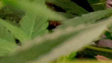 Norteamérica se podría convertir en la región más grande del mundo para el mercado de marihuana-GettyImages-1230003002.jpeg