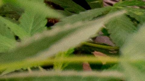 Norteamérica se podría convertir en la región más grande del mundo para el mercado de marihuana-GettyImages-1230003002.jpeg