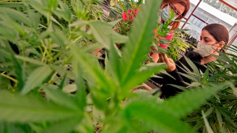 Norteamérica se podría convertir en la región más grande del mundo para el mercado de marihuana-GettyImages-1230003002.jpeg