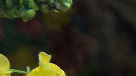 Costco, Target y Sam’s Club permanecerán cerrados durante la fiesta de Pascua-GettyImages-1232072985.jpeg