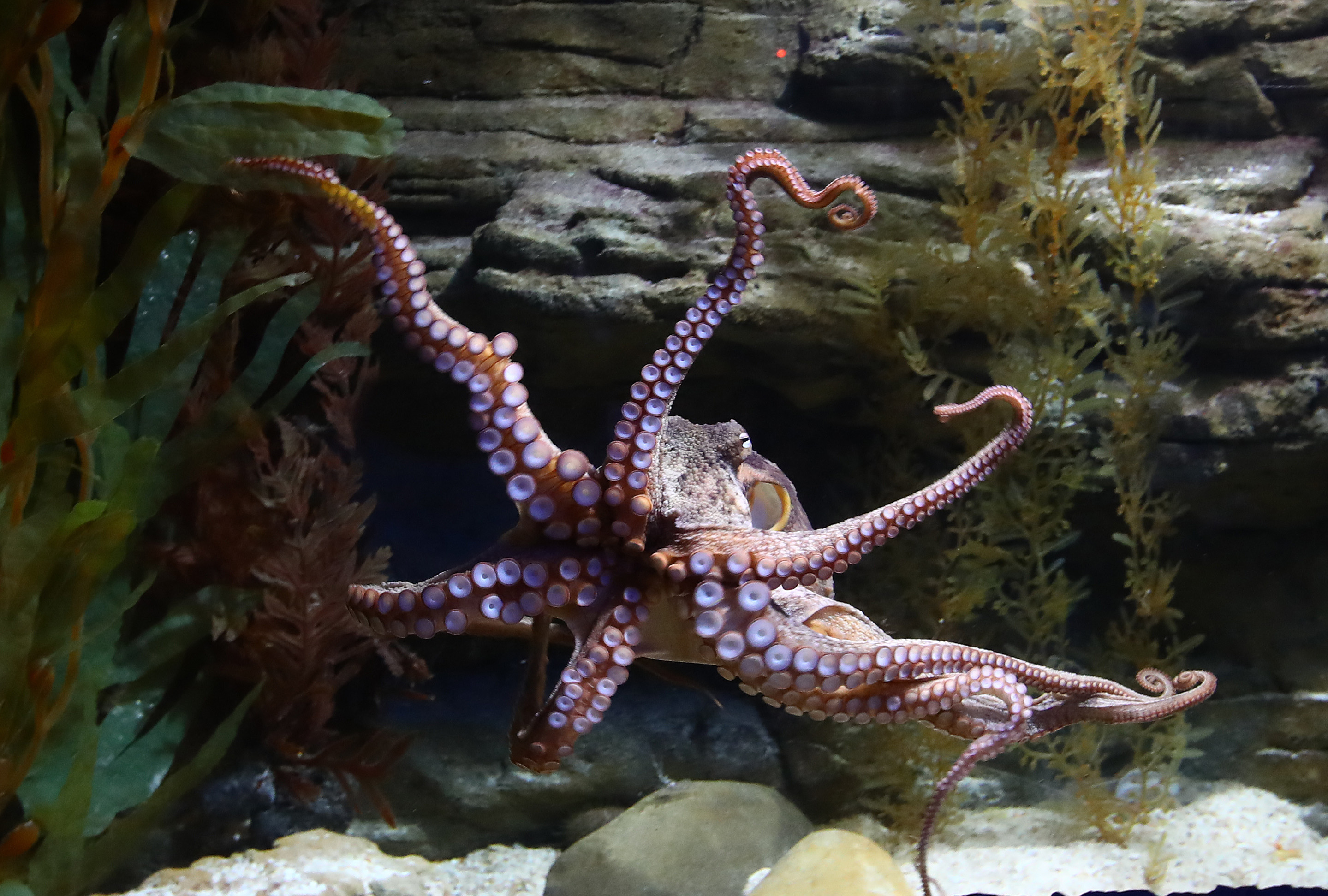 Pulpo Australia