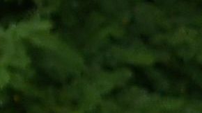 El entrenador de porteros, Zsolt Petry, fue destituido por comentarios homófobos y xenófobos.