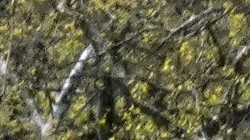 Recomiendan a los neoyorquinos usar el sentido común a la hora de decidir si usan o no máscaras al aire libre.