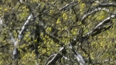 Recomiendan a los neoyorquinos usar el sentido común a la hora de decidir si usan o no máscaras al aire libre.
