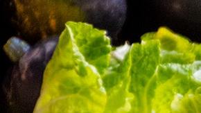 Alimentos sustentables