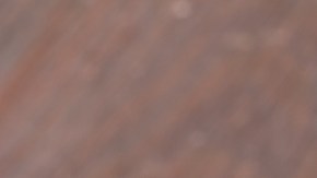 champiñones blancos